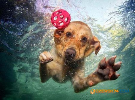 В Челябинске откроется первый бассейн для собак