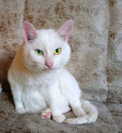 Потерялся белый кот
