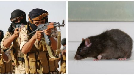 Ученые предложили использовать крыс для борьбы с терроризмом