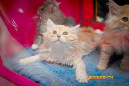 Всероссийская выставка кошек пройдет в Челябинске