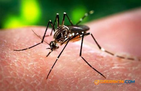 В Сочи обнаружены комары-переносчики вируса Зика