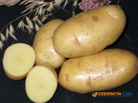 Россиянин изобрел упрощенный способ выращивания картофеля (ВИДЕО)