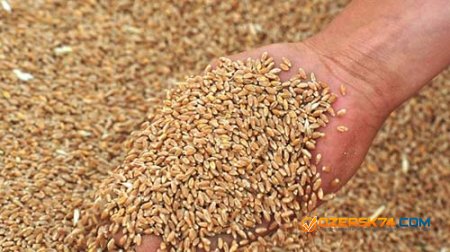 Челябинская область начинает экспортировать зерно в Китай