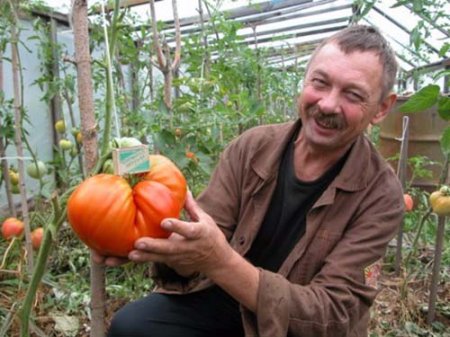 Семена помидоров “Вова Путин” от челябинского селекционера тайно поставляют на Украину