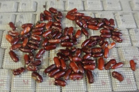 Жителям Челябинской области предлагают купить тараканов