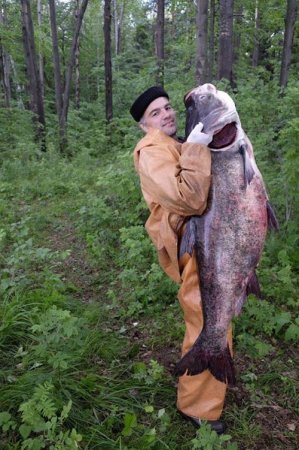 На Урале поймали самую большую рыбу в истории