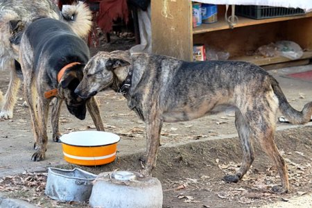 Собачья жизнь: один день из жизни приюта для животных