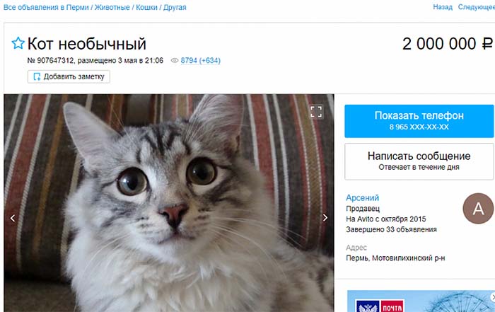 В Перми продают необычного кота за 2 млн рублей