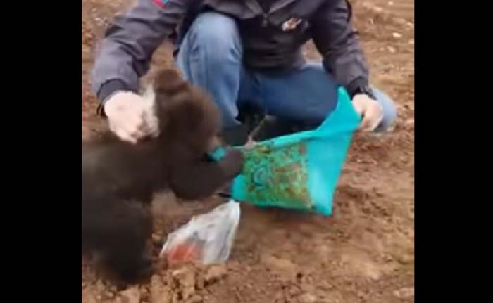 Видео дня: голодный медвежонок ругается и отнимает пакет с едой у сахалинца