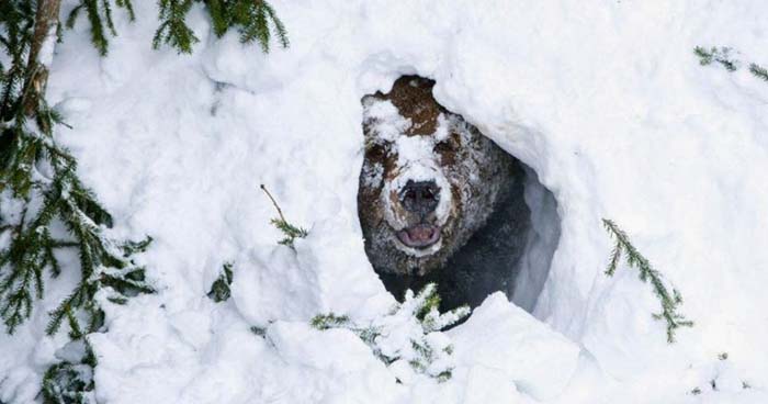 Для заснувшего в Снежинске медведя приготовили ловушку