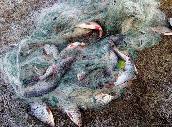 Почему сети для рыбной ловли разрешены в Челябинской области?