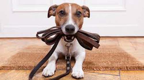 С 1 января вступают в силу новые правила выгула и содержания собак