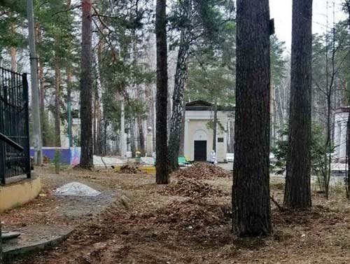 В городском парке Озерска вырубили 150-летние сосны