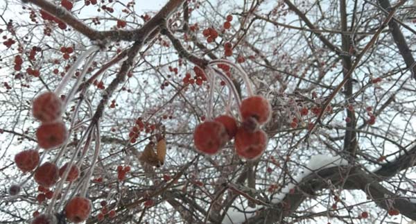 Морозы до –20 ударят в Челябинской области