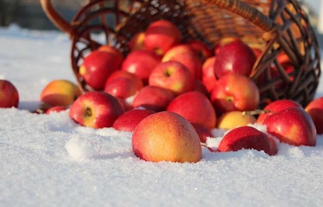 «РАЙские яблоки» для озерчан