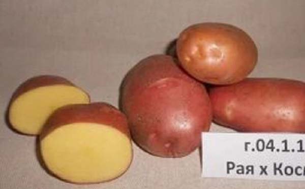 Челябинские селекционеры вывели новый сорт картофеля «Каштак»