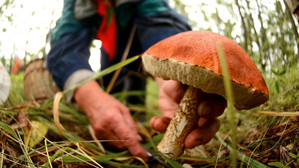 Россиян предупредили об ограничениях при сборе грибов
