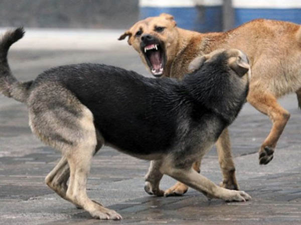 Челябинские мэры хотят наложить вето на закон о бродячих собаках