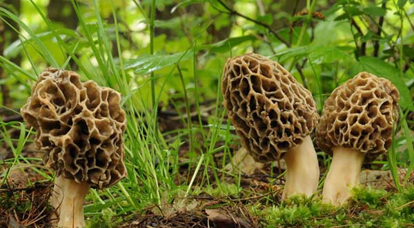 Можно идти собирать сморчки: на Южном Урале начался грибной сезон