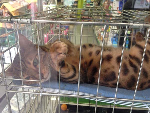 Депутат Бурматов заявил о готовящемся запрете на продажу животных