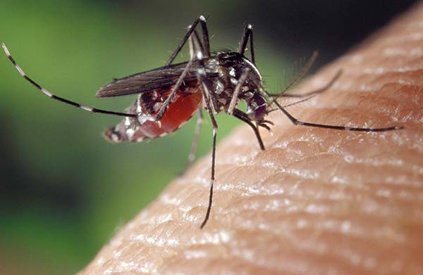 Укус комара: в каких случаях он может привести к смерти