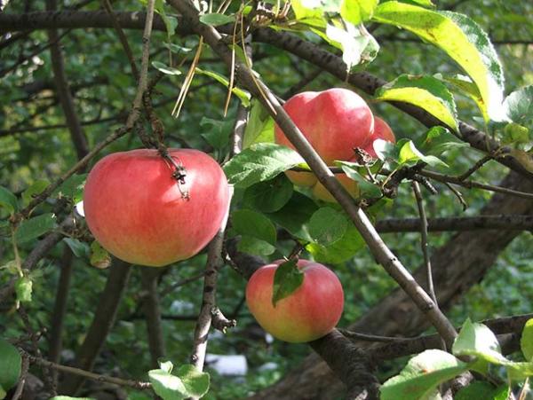 Воспоминания о верненских яблоках