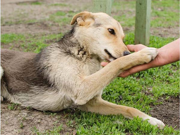 В Челябинске приюты для животных готовы принять собак мобилизованных южноуральцев