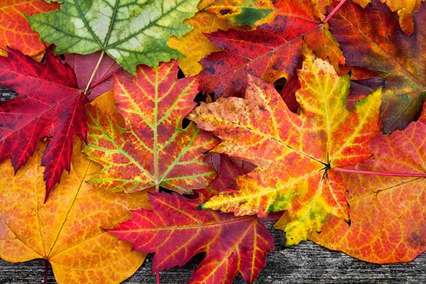 Осень – от слова «осенять»