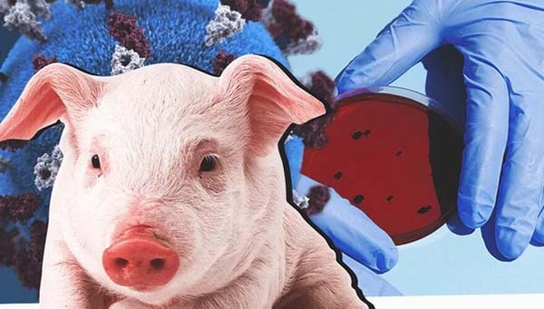 В Озерске зарегистрированы случаи свиного гриппа