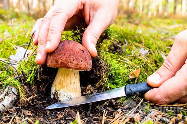 Госдума разрешила самозанятым россиянам собирать грибы
