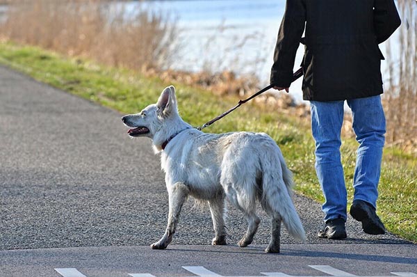В Озерске пьяным запретили выгуливать собак